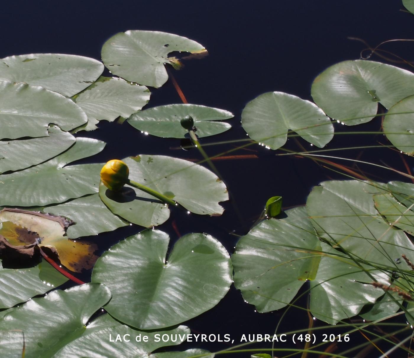 Waterlily, Yellow leaf